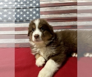 Australian Shepherd Puppy for Sale in EUSTIS, Florida USA
