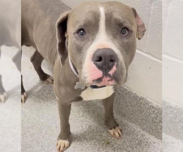 Medium Photo #1 Mutt Puppy For Sale in Houston, TX, USA