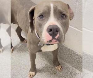 Mutt Dogs for adoption in Houston, TX, USA