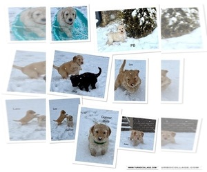 Siberian Husky Litter for sale in SIGNAL MOUNTAIN, TN, USA