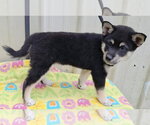 Small #2 Shiba Inu