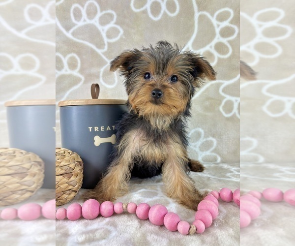 Medium Photo #5 Yorkshire Terrier Puppy For Sale in INDIANAPOLIS, IN, USA