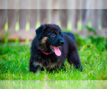 Puppy Sweet Pea German Shepherd Dog