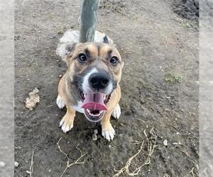 American Pit Bull Terrier Dogs for adoption in Bakersfield, CA, USA