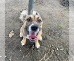 Small American Pit Bull Terrier