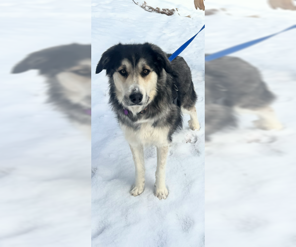 Medium Photo #4 Siberian Husky-Unknown Mix Puppy For Sale in Genesee, WI, USA