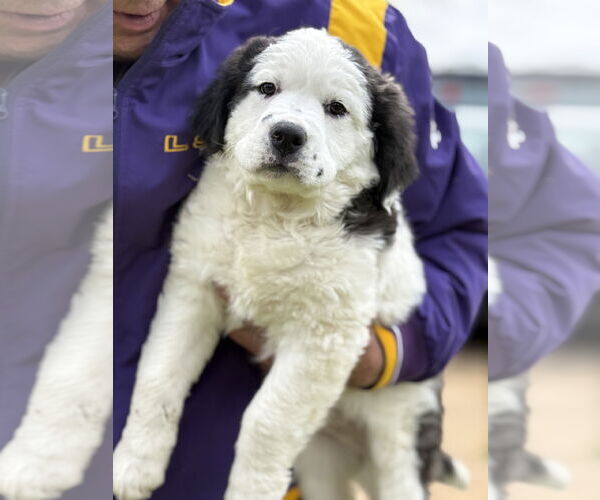 Medium Photo #1 Great Pyrenees-Unknown Mix Puppy For Sale in Rockaway, NJ, USA