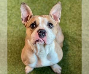 American Pit Bull Terrier Dogs for adoption in Edmond, OK, USA