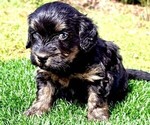 Puppy Thorn Miniature Bernedoodle
