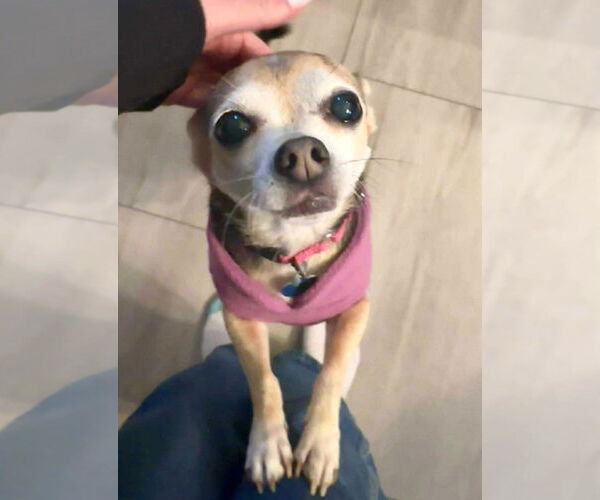 Medium Photo #9 Chihuahua-Unknown Mix Puppy For Sale in Boonton, NJ, USA