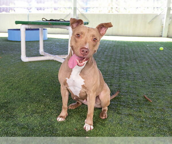 Medium Photo #2 American Pit Bull Terrier-Unknown Mix Puppy For Sale in Pasadena, CA, USA