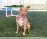 Small #1 American Pit Bull Terrier Mix