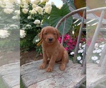 Small Photo #42 Golden Retriever Puppy For Sale in GREENWOOD, WI, USA