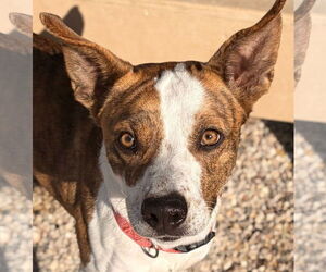 Mutt Dogs for adoption in Jefferson, WI, USA