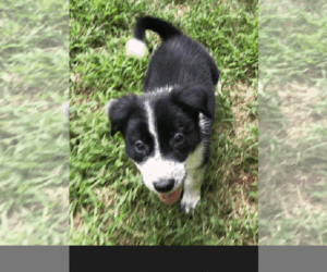 Border Collie Dog for Adoption in PFAFFTOWN, North Carolina USA