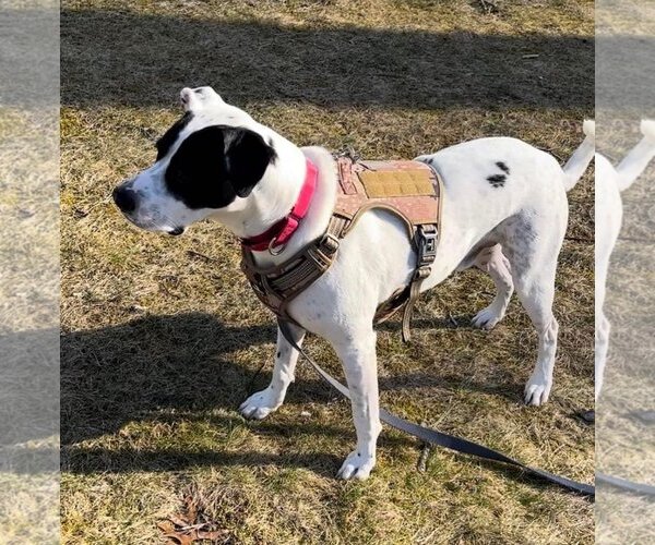 Medium Photo #2 Pointer-Unknown Mix Puppy For Sale in Woodbury, NY, USA