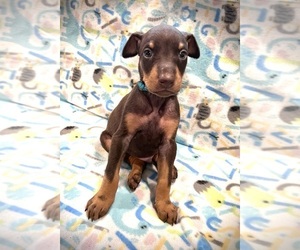 Doberman Pinscher Puppy for sale in PHOENIX, AZ, USA