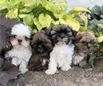 Small #4 Shih Tzu