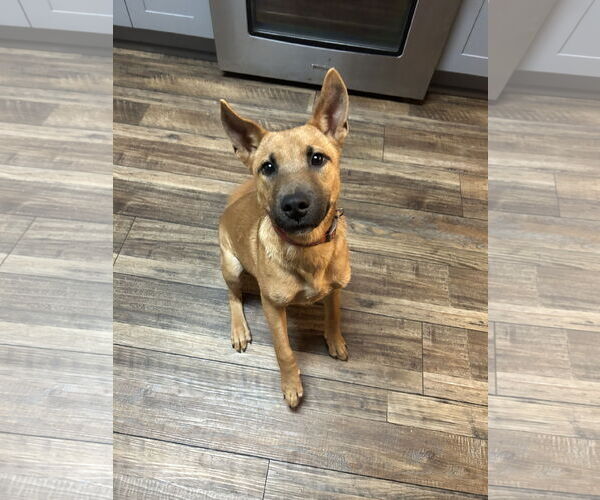 Medium Photo #4 Carolina Dog-Unknown Mix Puppy For Sale in Royse City, TX, USA