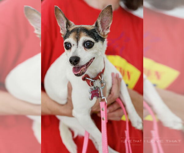Medium Photo #2 Rat-Cha Puppy For Sale in The Woodlands, TX, USA
