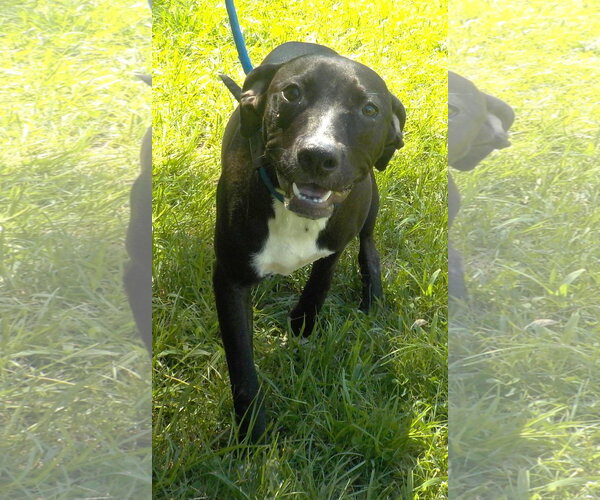 Medium Photo #1 American Pit Bull Terrier-Unknown Mix Puppy For Sale in Wetumpka, AL, USA