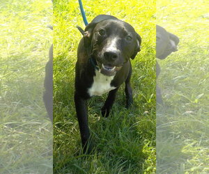 American Pit Bull Terrier-Unknown Mix Dogs for adoption in Wetumpka, AL, USA