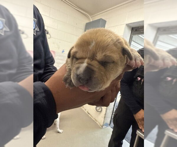 Medium Photo #1 Mutt Puppy For Sale in San Bernardino, CA, USA
