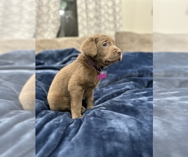 Medium Photo #1 Labrador Retriever Puppy For Sale in PENDLETON, IN, USA