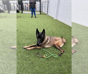 Mutt Dogs for adoption in Imlay City, MI, USA