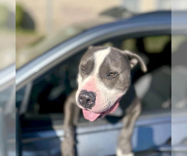 Medium Photo #5 American Staffordshire Terrier-Unknown Mix Puppy For Sale in San Juan Capistrano, CA, USA