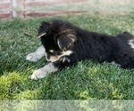 Small Photo #7 German Shepherd Dog-Siberian Husky Mix Puppy For Sale in JURUPA VALLEY, CA, USA