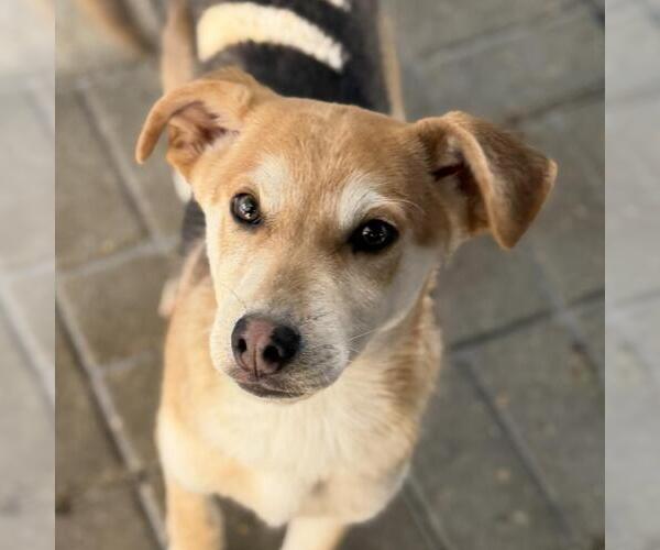 Medium Photo #1 Mutt Puppy For Sale in Yardley, PA, USA