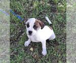 Small #3 Boston Terrier Mix
