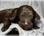 Small Photo #40 Goldendoodle Puppy For Sale in HOWARD CITY, MI, USA