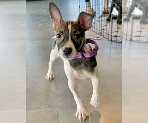 Mutt Dogs for adoption in GILBERTS, IL, USA