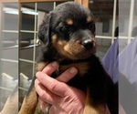 Puppy 5 Rottweiler