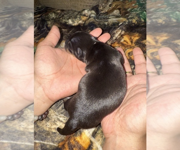 Medium Photo #4 Chihuahua Puppy For Sale in FAYETTEVILLE, NC, USA