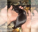 Small #3 Chihuahua