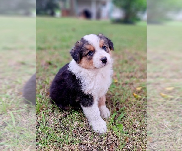Medium Photo #1 Australian Shepherd Puppy For Sale in SAINT JOHNS, MI, USA