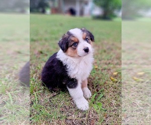 Australian Shepherd Puppy for sale in SAINT JOHNS, MI, USA