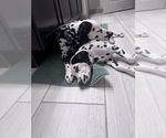 Small Photo #1 Dalmatian Puppy For Sale in DENVER, CO, USA