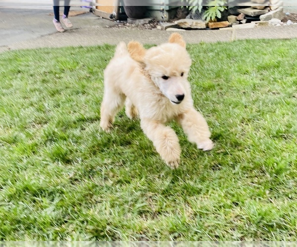 Medium Photo #1 Goldendoodle Puppy For Sale in KEIZER, OR, USA