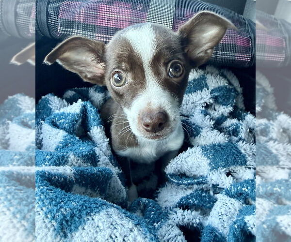 Medium Photo #1 Border-Aussie Puppy For Sale in OKLAHOMA CITY, OK, USA