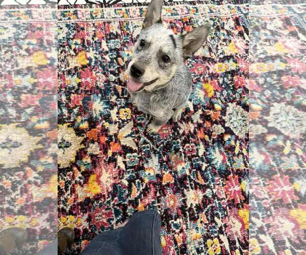Medium Photo #2 Mutt Puppy For Sale in MIDWAY, UT, USA