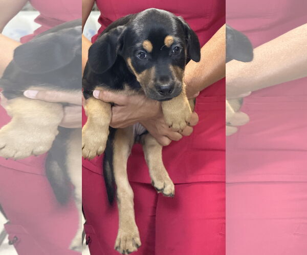 Medium Photo #2 Mutt Puppy For Sale in Royal Palm Beach, FL, USA