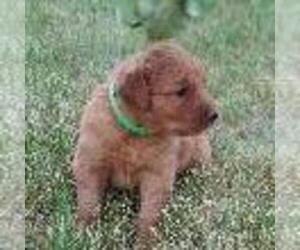 Golden Retriever Puppy for sale in SAINT IGNATIUS, MT, USA