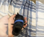 Small Photo #22 Schnauzer (Miniature) Puppy For Sale in CLOUD LAKE, FL, USA