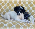 Small Photo #9 Jack Russell Terrier-Unknown Mix Puppy For Sale in LAKELAND, FL, USA