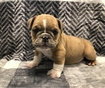 Small Photo #6 English Bulldog Puppy For Sale in MILTON, FL, USA