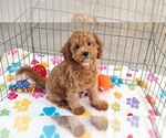 Image preview for Ad Listing. Nickname: Otis